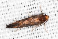 Apodia bifractella