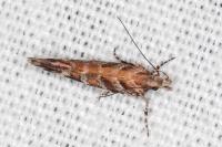 Aristotelia