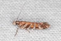 Aristotelia
