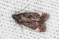 Dichomeris alacella