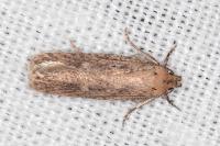 Platyedra subcinerea
