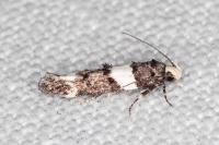Recurvaria leucatella
