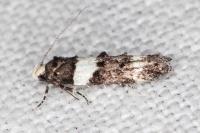 Recurvaria leucatella