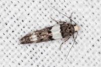 Recurvaria leucatella