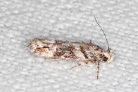 Recurvaria nanella