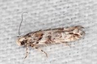 Recurvaria nanella