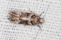 Recurvaria nanella