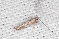 Acrocercops brongniardella