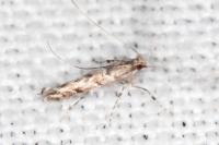 Acrocercops brongniardella