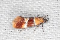 Epicallima bruandella