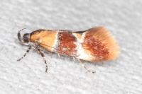 Epicallima bruandella