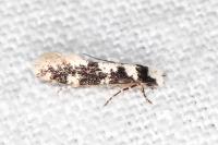 Neurothaumasia ankerella