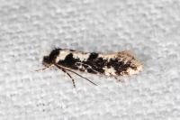 Neurothaumasia ankerella