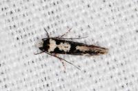 Neurothaumasia ankerella
