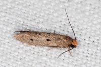 Tinea trinotella
