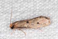 Tinea trinotella