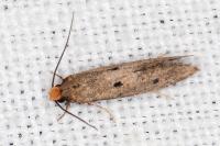 Tinea trinotella