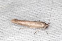 Scythris