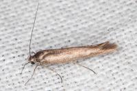 Scythris