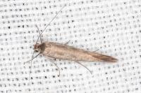 Scythris