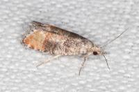 Clavigesta purdeyi