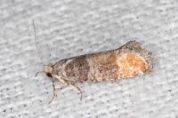 Clavigesta purdeyi