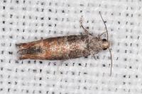 Clavigesta purdeyi