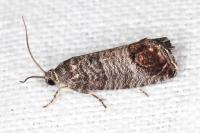 Cydia pomonella