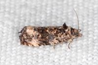 Endothenia
