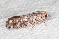 Epinotia cedricida