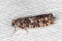 Epinotia cedricida