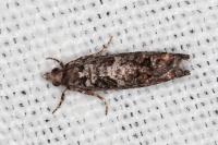 Epinotia cedricida