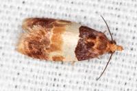 Epinotia festivana