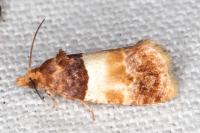 Epinotia festivana