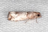 Notocelia incarnatana
