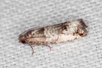 Notocelia incarnatana