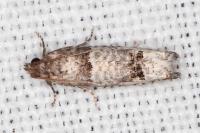 Notocelia incarnatana