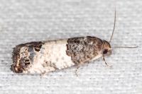 Spilonota ocellana