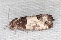 Spilonota ocellana