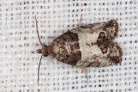 Spilonota ocellana