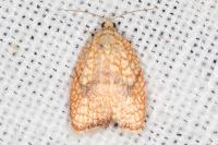 Acleris forsskaleana