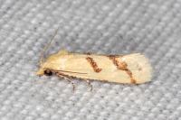 Aethes