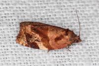 Ditula angustiorana