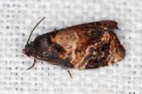 Ditula angustiorana