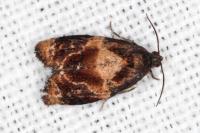 Ditula angustiorana