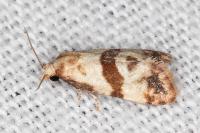 Phalonidia contractana