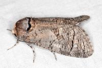 Cossus cossus