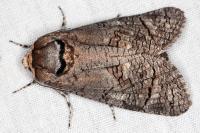 Cossus cossus