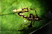 Ectoedemia heringella