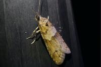 Tortricodes alternella